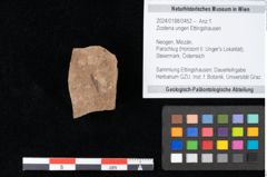 Foto (Objekt + Etikett) von Zostena ungeri Ettingshausen (NHMW-GEO-2024-0188-0452)